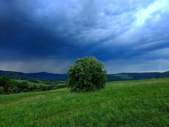 Scenic view of field against sky