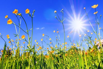 Yellow flowers growing in field