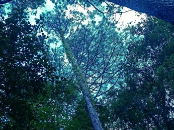 Low angle view of trees