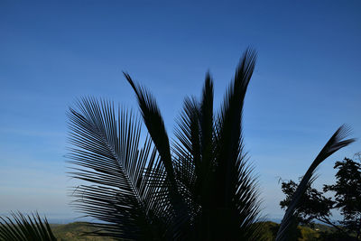 Low angle view of palm trees against blue sky