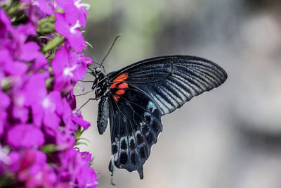 Close-up of butterfly pollinating flower