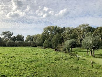 Trees on field against sky