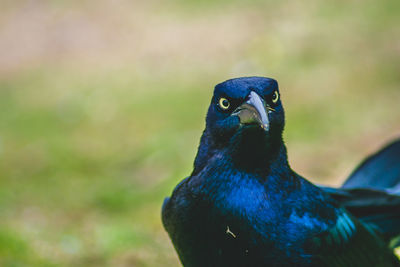 Close-up of a bird