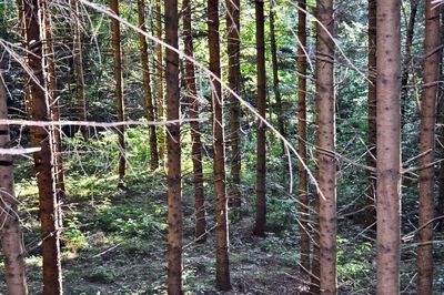 Bamboo trees in forest