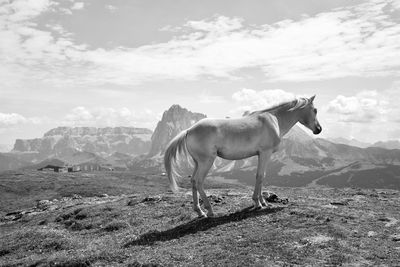 Horse standing on land