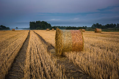 Round hay bales on stubble, trees and evening sky