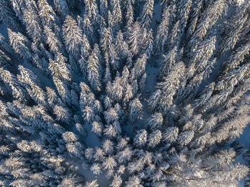 Full frame shot of frozen plants during sunny day