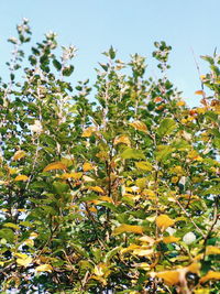 Low angle view of flowering plants against sky