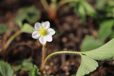 Strawberry flower blooming in the garden.