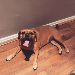 High angle view of dog lying down on floor