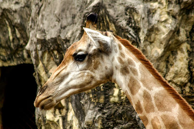 Giraffe head with long neck