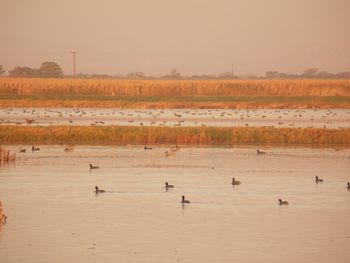 Flock of birds in water at sunset