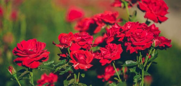 Close-up of red flowering plants