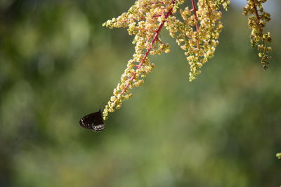 Close-up of insect on flower