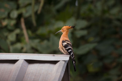 Close-up of bird perching on wood