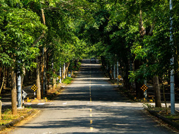 Footpath amidst trees in forest