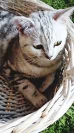 Close-up of a cat lying in basket