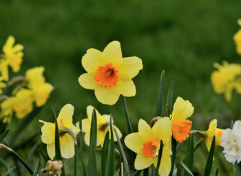 Close-up of yellow flowering plant