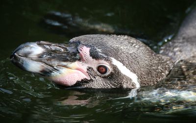 Close-up of penguin swimming 