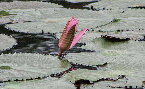 Close-up of lotus water lily in lake