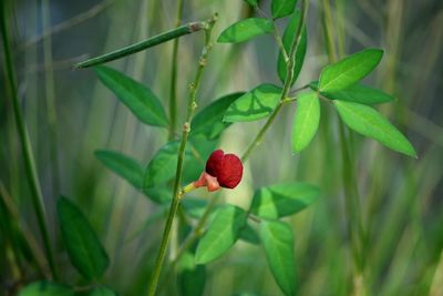 Close-up of red rose on plant