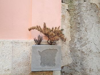 Close-up of plant against wall