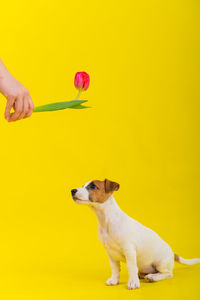 Midsection of woman with dog against yellow background