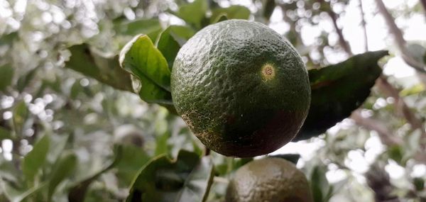 Close-up of fruit growing on tree