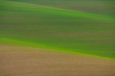 Scenic view of agricultural field