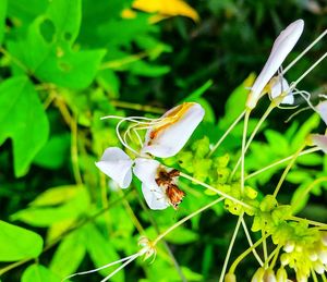 Close-up of butterfly perching on plant