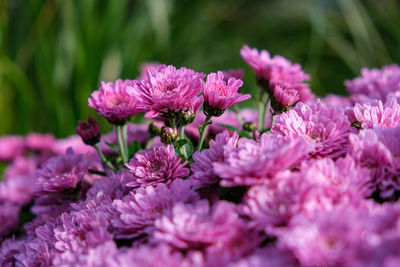 Close-up of pink flowering plants