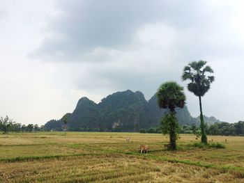 Trees on field against sky