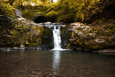 Scenic view of waterfall in forest