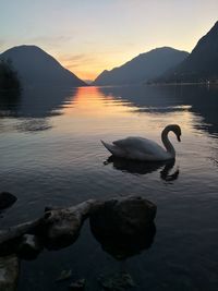 Swans swimming in lake at sunset