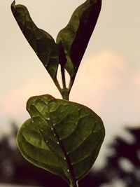 Close-up of leaves