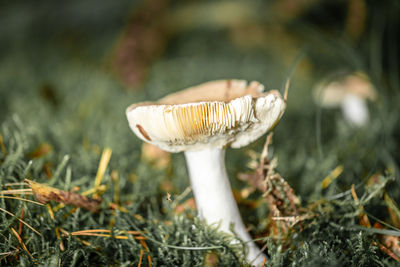 Close-up of mushroom growing on field