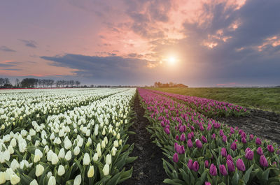 Scenic view of field against sky during sunset