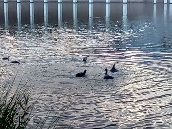 High angle view of ducks swimming in lake