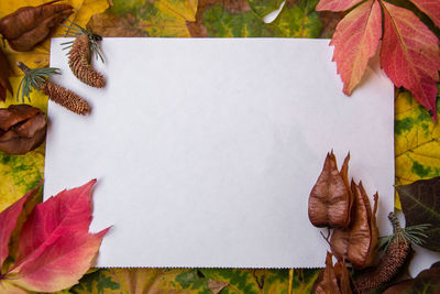 High angle view of leaves on field