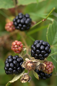 Wild blackberry. close up