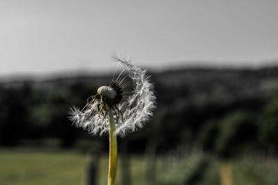 Close-up of dandelion flower on field