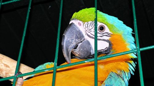 Close-up of birds in cage