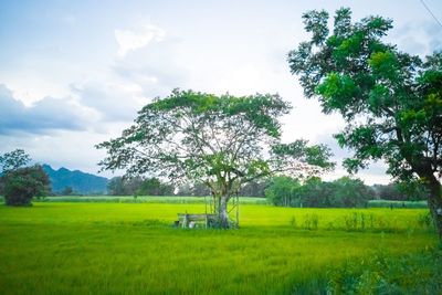 Scenic view of agricultural field against sky