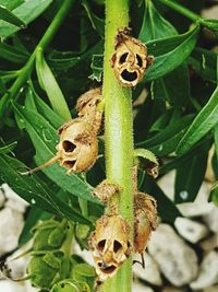 Close-up of insect on plant