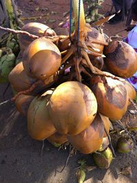 Close-up of plant