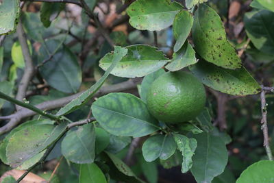 Close-up of fruits on tree
