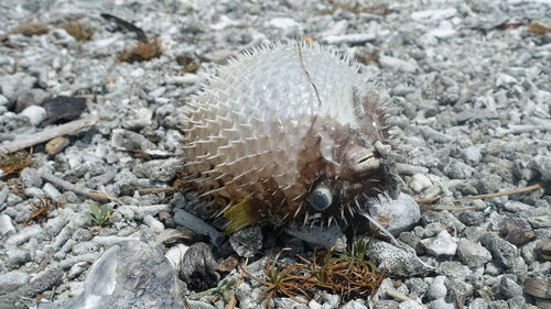 Close-up of caterpillar on rock