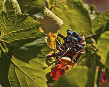 Close-up of grapes growing on tree