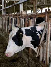 Cow in shed