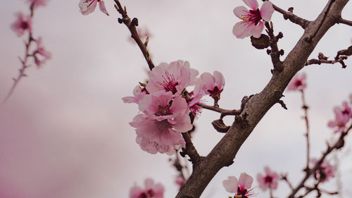 Close-up of pink cherry blossom